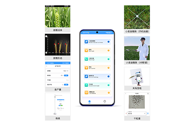 内蒙古小麦表型测量仪IN-XM05